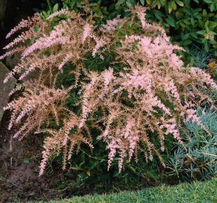 Zemā astilbe 'Sprite'